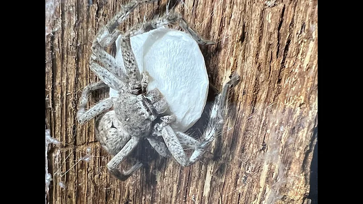Australian Huntsman  BRITNEY second egg sac