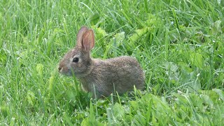 Cute Bunny 4K