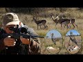 Hunting Springbok selection - Namibia 2021.