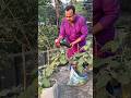 Eggplant pest control” #amazing #greenrooftop #trendingshorts #agriculture #vairalvideo #gardening