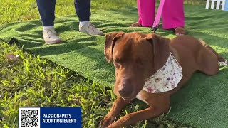 Passion 4 Pets: Highlighting Clay County Animal Services