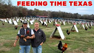Feeding Thousands Of Free Range Chickens On A Huge Farm - Alfredo Flores Farm