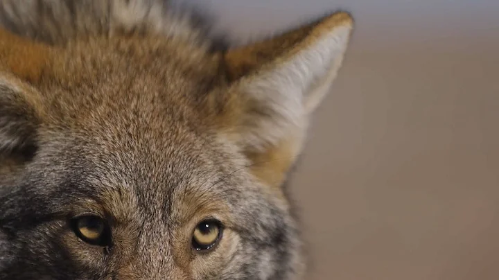Kansas Coyote Trapping with Robert Waddell - The M...
