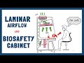 Funktionsprinzip Von Laminar Air Flow Und Biosicherheitswerkbänken