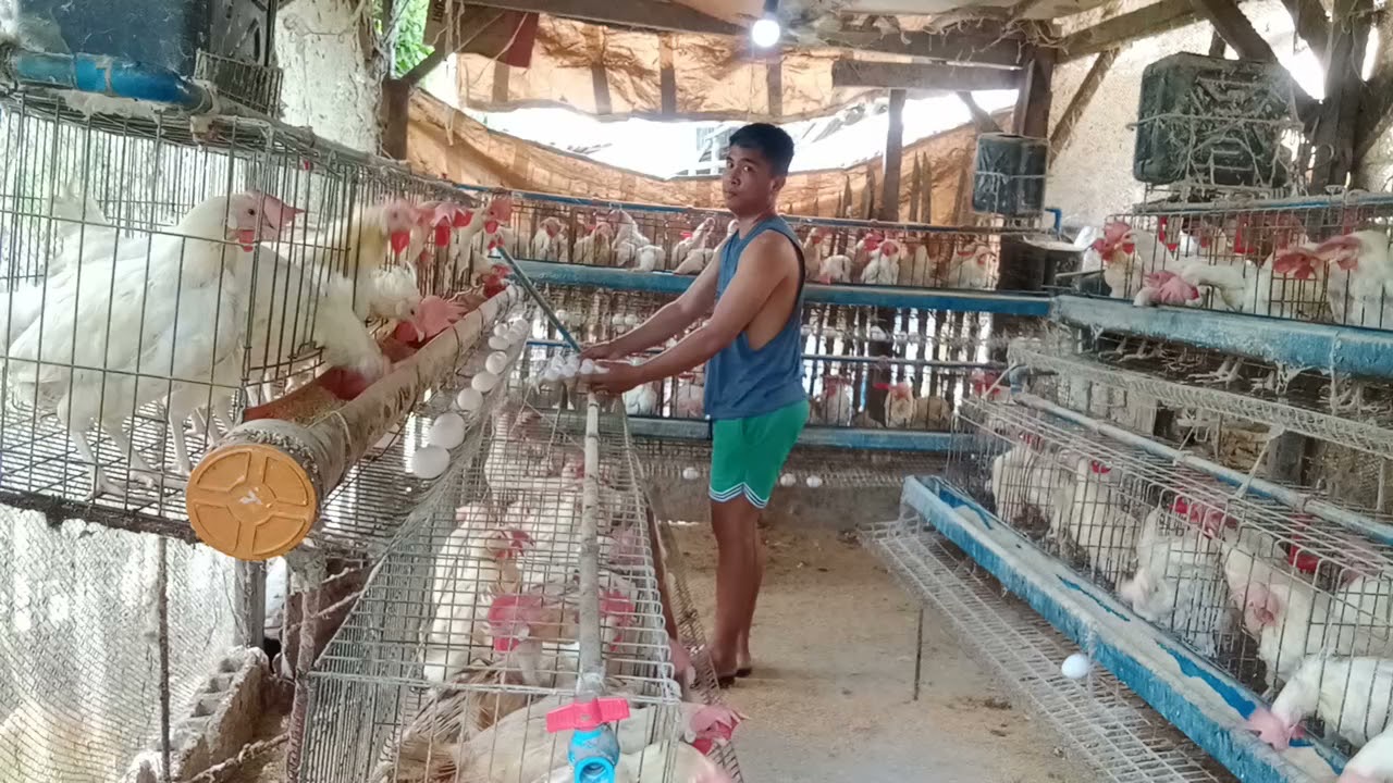 morning harvest the small egg farm YouTube