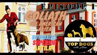 American Akita | Goliath | Ruthdales Superior Artillery | Number One Dog All Breeds | Ep. 1