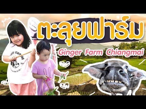 Vlog l พาลูกเที่ยว l Ginger Farm l ห้องเรียนธรรมชาติ l เชียงใหม่