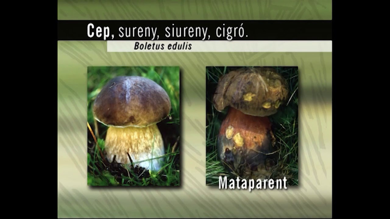 Caçadors de bolets Temp  1 - Cap 3  (El cep)