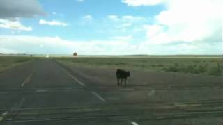 A fellow traveler on the road to the VLA