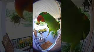 Sassy Parrot Roasts Summer Style!