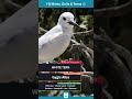 White Tern