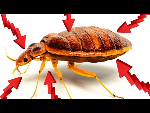 Video: Dapatkah Anda Melihat Bedbugs: Ukuran, Identifikasi, Penghapusan, Pencegahan