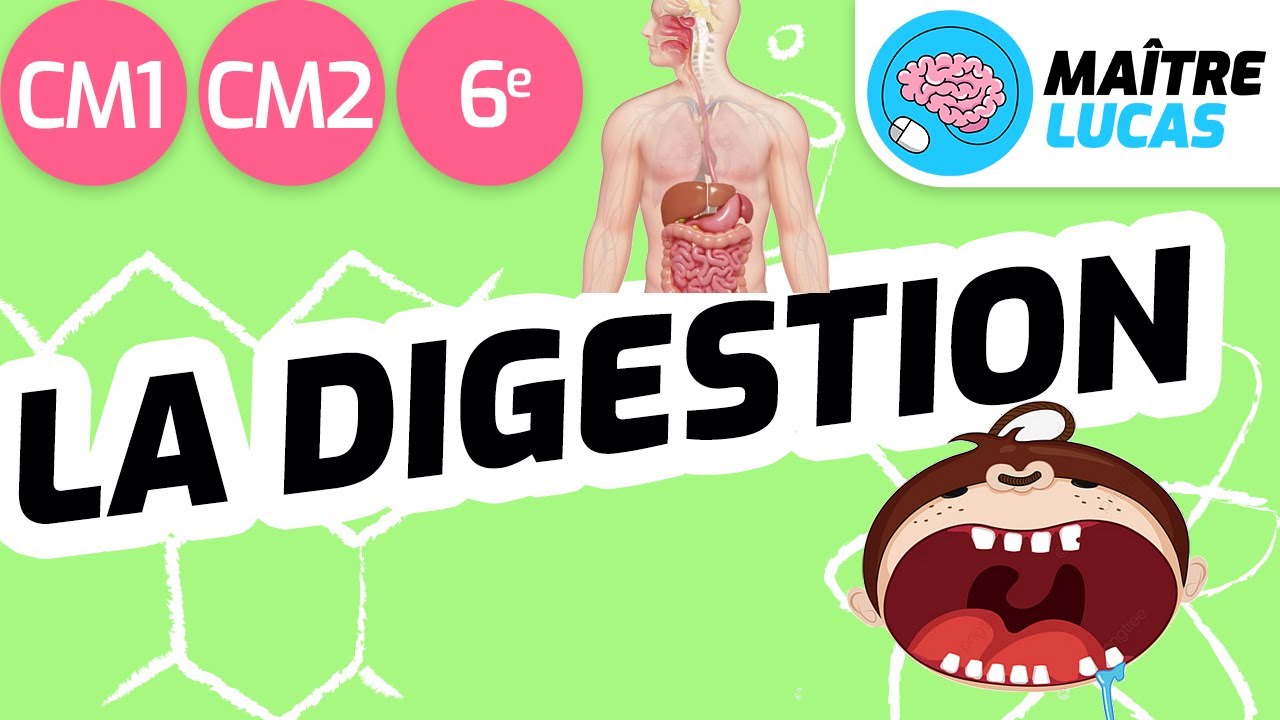 La digestion CM1 - CM2 - 6ème - cycle 3 - Sciences et technologie