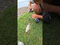 🎣😱🐠FISH ON! TRALALA🎵🏝️🇵🇼 #fishing #micronesia #palau