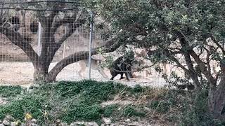 I Found Friends For Boomer And He's So Happy Now! - Takis Shelter