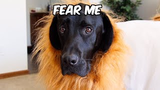 MY DOG TRIES ON HALLOWEEN COSTUMES!! (ADORABLE)