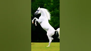 زعامه نحن زعامه محاد يكثر كلامي 