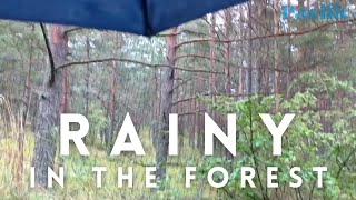 ASMR Walk in the Rainy Forest - Autumn Forest and Nature Sounds - 1 Hour