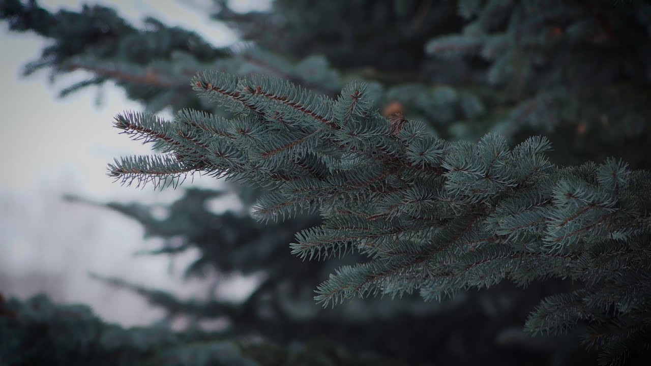 Настроение недели 201120