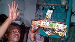 Jalak Suren Gacor ngekek panjang (Om Sean Pemalang) - Durasi: 0:42. Jalak Suren Gacor ngekek panjang (Om Sean Pemalang) - Durasi: 0:42.