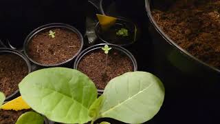 AMVgrow Flower starts and Tobacco Seedlings
