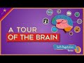 Unveiling The Wonders Of Your Brain