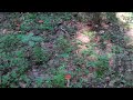 ГРИБЫ 2021. Безумное Нашествие Красных в Лесу! Собираем грибы, как в огороде!