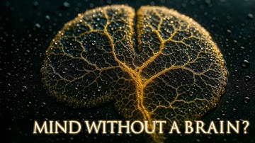 Mind Without a Brain — The Strange Intelligence of Slime Mold