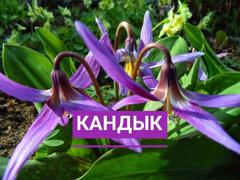 Video: Kandyk Siberiano, Erythronium, Es Una Hermosa Prímula