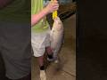 Huge carp eats night crawlers!!