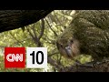 Kakapo Conservation and Recovery Challenges