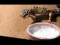 Feeding Leopard Geckos: Transitioning to Larger Crickets, Juvenile Feeding Challenges, and Gender Determination