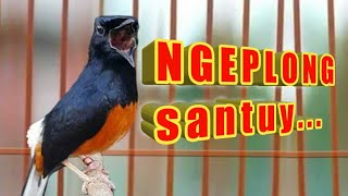 NGEPLONG Santai MURAI BATU Sukses memancing GACOR