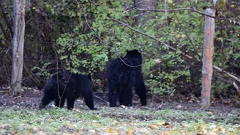 Numerous Sasquatch Shootings Documented (Bobbie Sh...