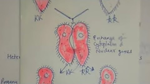 Inheritance of Kappa particles in Paramecium by Dr Pragya Joshi