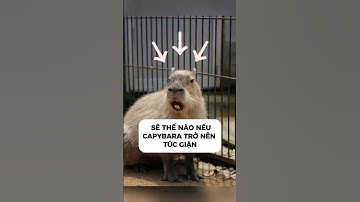 Sẽ thế nào nếu capybara trở nên tức giận? #capybara #dongvatdethuong #funny #fyp