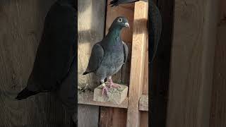 BLACK WIDOW  Racing Pigeon | Homer | Kabutar