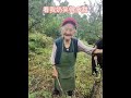 Grandmother and grandchild cultivating land, manual weeding, preserving original ecological