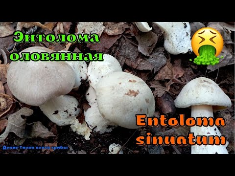 Энтолома ядовитая | Entoloma sinuatum