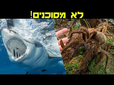 וִידֵאוֹ: מדוע חיות רעילות מסוכנות?