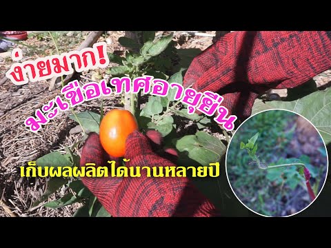 วีดีโอ: คอนกับมะเขือม่วงกับมะเขือเทศ