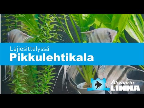 Video: Lemmikkieläimet Muuttavat Omistajan Luonnetta