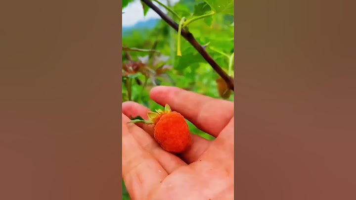 Harvesting Sweet and Juicy Raspberries: A Bounty of Delicious Fruit!