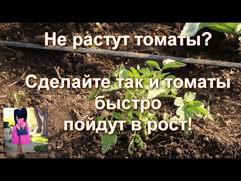 Video: All-Russian Institute of Horticulture: funktioner, beskrivning och recensioner