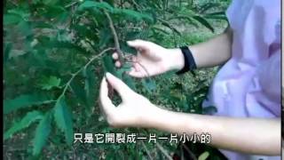 槐樹