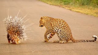 The Best Of Animal Attack 2022 - Most Amazing Moments Of Wild Animal Fight ! Wild Discovery Animal
