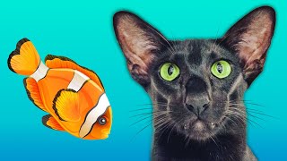 Black Oriental Cat Talking and Asking for a Fish