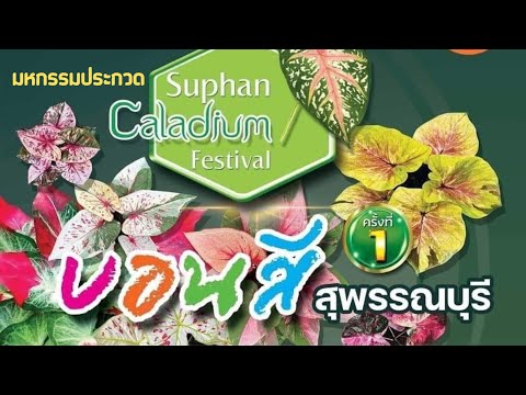 งานประกวดบอนสี สุพรรณฯ Caladium เฟสติวัล ครั้งที่ 1 วัดป่าเลไลน์  สุพรรณบุรี