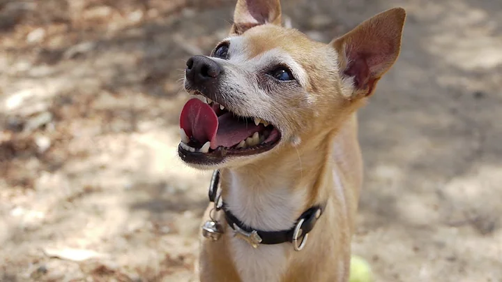 "It Isn't So Bad" Music Video | Dog Video for Kids | 20 Dogs