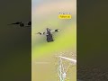 Drone Fishing for Russian UAVs by Ukrainian Drone Operators #warinukraine